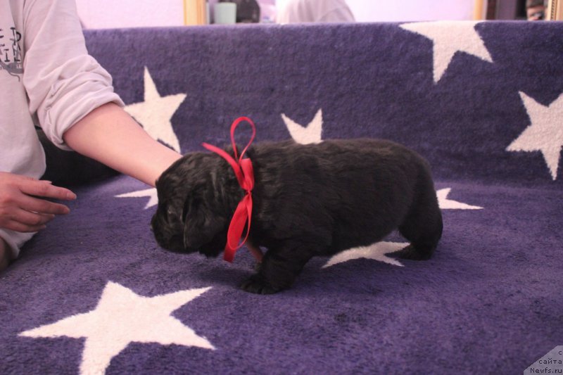 Фото: ньюфаундленд Азартный Игрок