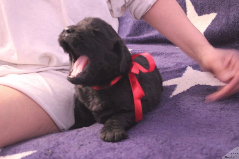 Фото: ньюфаундленд Азартный Игрок