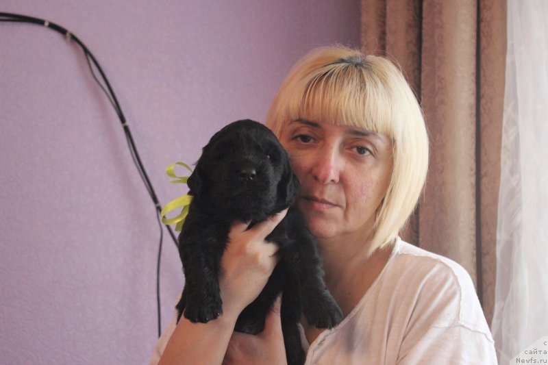 Фото: ньюфаундленд Альтер Эго