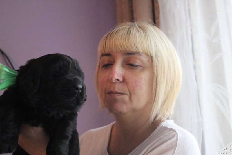 Фото: ньюфаундленд Аристократическая Штучка