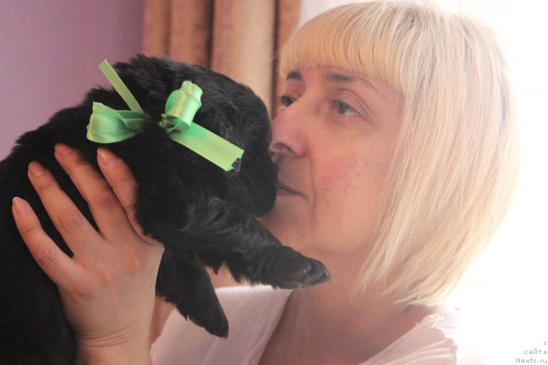 Фото: ньюфаундленд Аристократическая Штучка