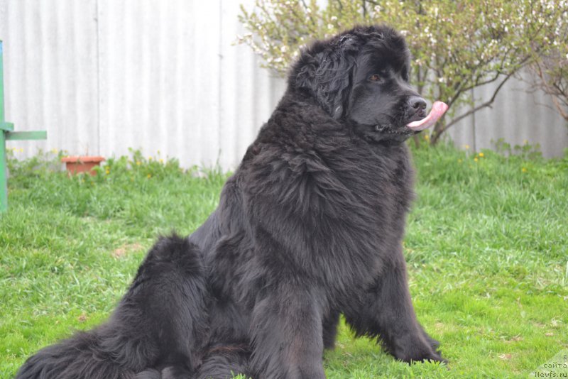 Фото: ньюфаундленд Талисман Моря Магия Волн