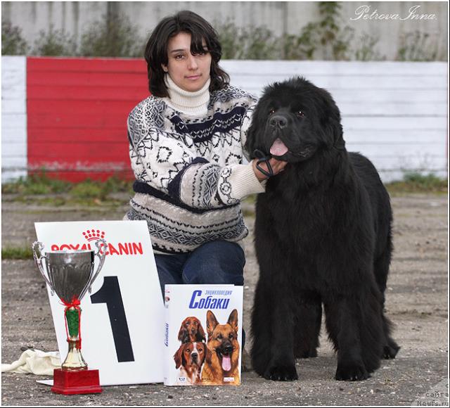 Фото: ньюфаундленд Жолли Вандерфулл из Медвежьего Яра (Zholli Wonderfull iz Medvejyego Yara), Юлия Цыбульская