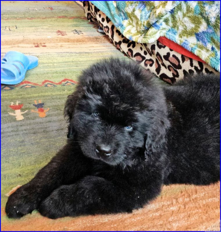 Фотография № 181648