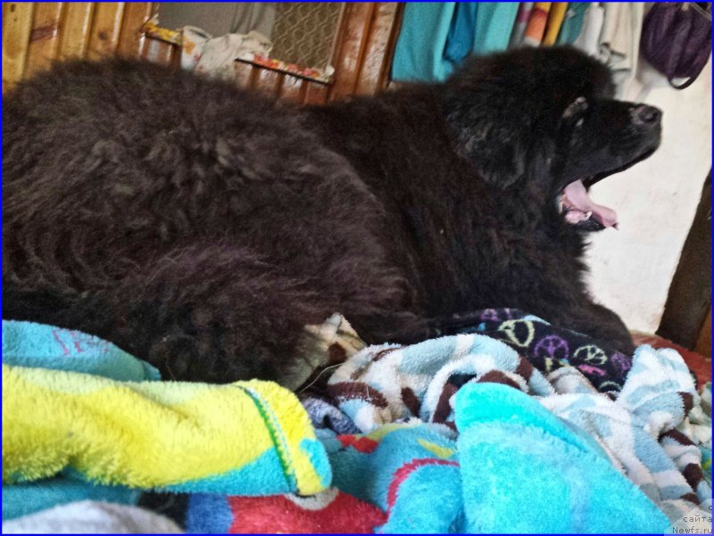 Фото: ньюфаундленд Валенсия Черная Жемчужина