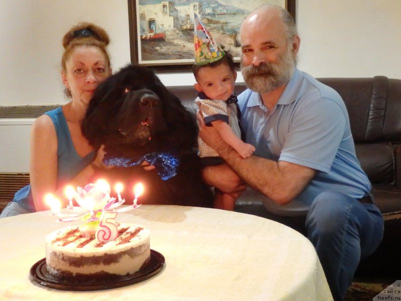 Фото: ньюфаундленд Питерньюф Чао-Какао, Лина Троянская