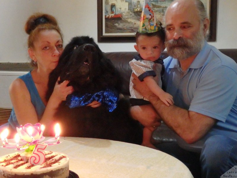 Фото: ньюфаундленд Питерньюф Чао-Какао, Лина Троянская