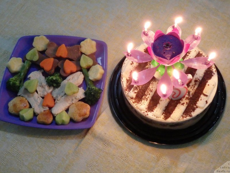 Фото: ньюфаундленд Питерньюф Чао-Какао