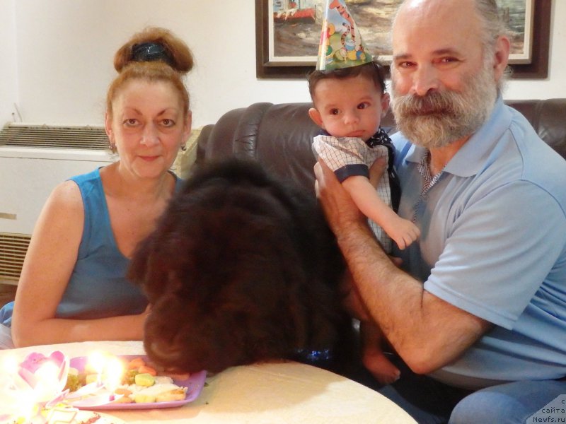 Фото: ньюфаундленд Питерньюф Чао-Какао, Лина Троянская