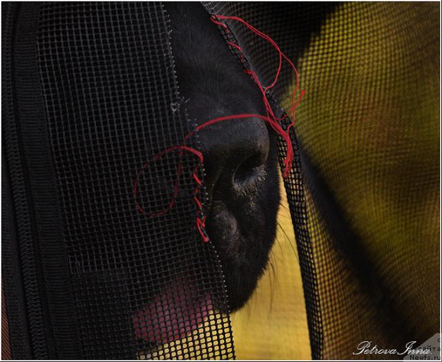 Фотография № 18166