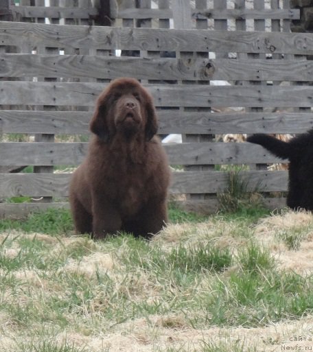 Фото: ньюфаундленд Ньюфорт Весна Любви