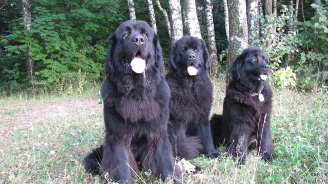 Фото: ньюфаундленд Альфа Рикардо, ньюфаундленд Амулет Любви и Счастья (Amulet Lyubvi i Schastya), ньюфаундленд Норт Фэйс Лаванда