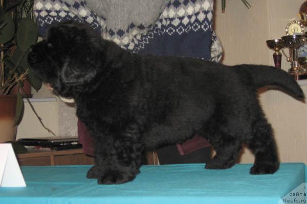 Фото: ньюфаундленд Истинный Кавалер с Берега Дона