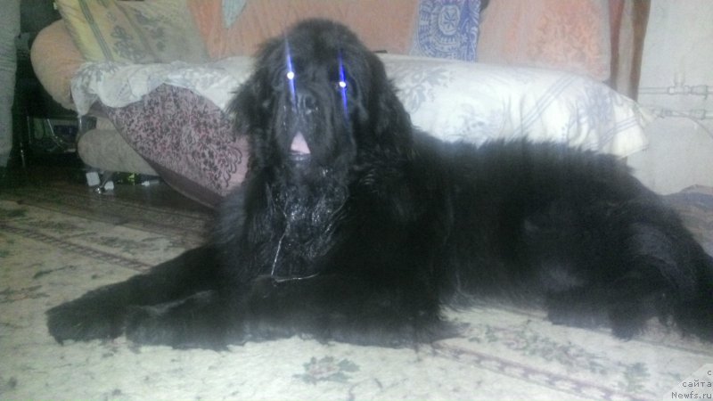 Фото: ньюфаундленд Старбимовлав Ах Обворожительный