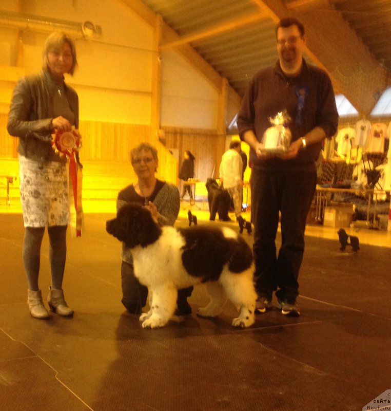 Фото: ньюфаундленд Сент Джонс Принц (Sent Djons Prince)