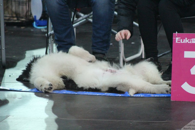 Фото: ньюфаундленд Сент Джонс Принц (Sent Djons Prince)