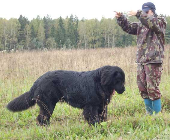 Фото: ньюфаундленд Сент Джонс Орфей
