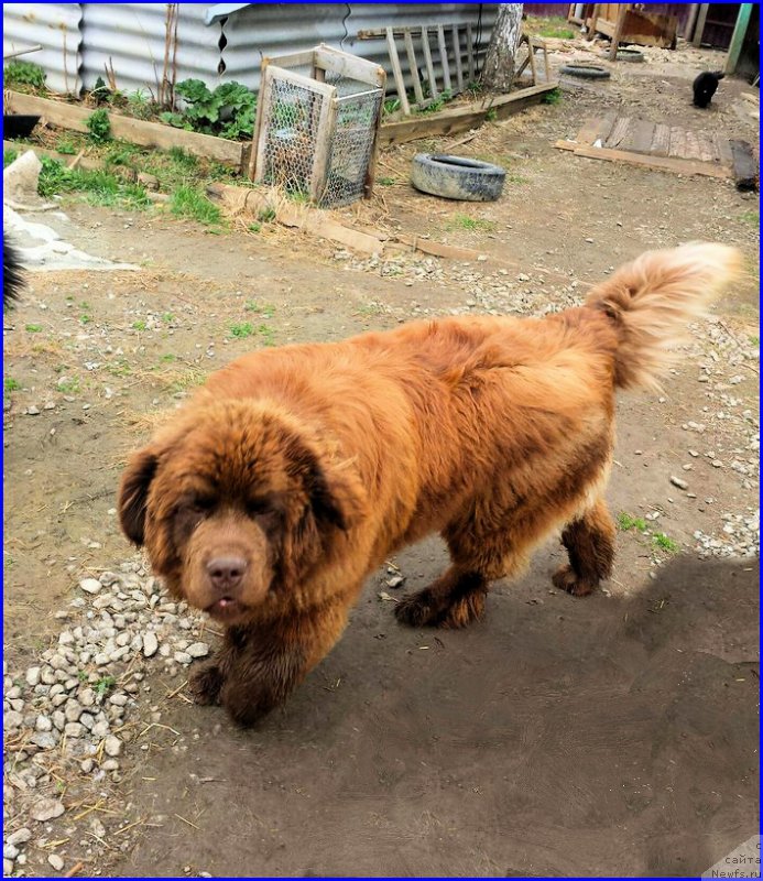 Фото: ньюфаундленд Браунблад МСК Хаким Голд Хайдар (Brownblood MSK Hakim Gold Haydar)