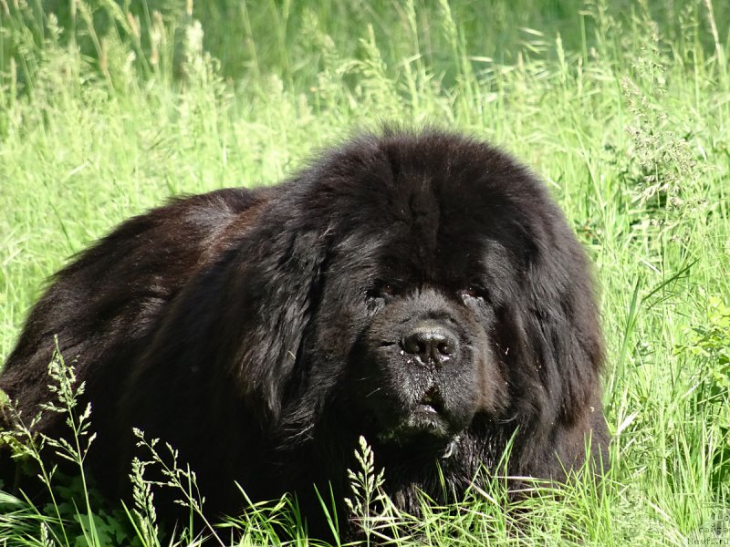 Фото: ньюфаундленд Потап Фидель