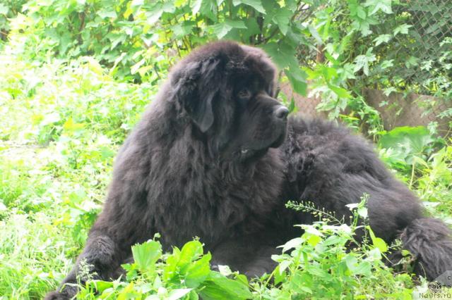 Фото: ньюфаундленд Супер Премиум Амелия Экшен