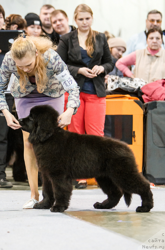 Фотография № 181745