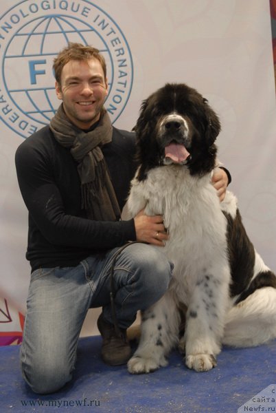 Фото: ньюфаундленд Сент Джонс Валентине'с Дей (Sent Djons Valentine’s Day)