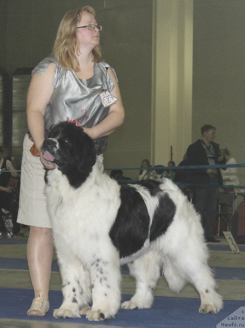 Фото: ньюфаундленд Сент Джонс Валентине'с Дей (Sent Djons Valentine’s Day)