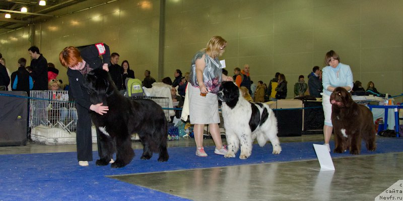Фото: ньюфаундленд Сент Джонс Валентине'с Дей (Sent Djons Valentine’s Day)