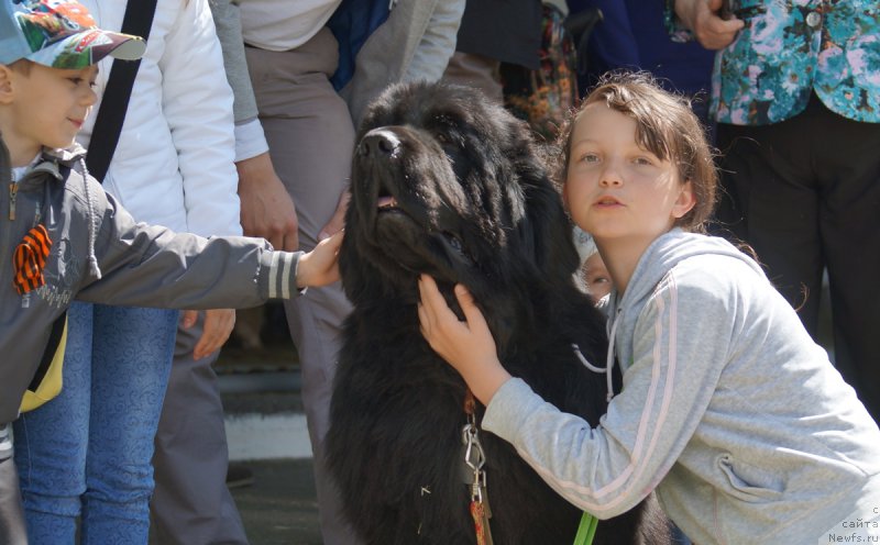 Фото: ньюфаундленд Чарующий Чезарио (Charuyuschiy Chezario)
