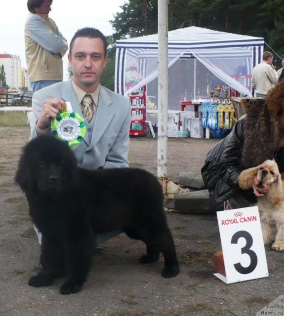 Фото: ньюфаундленд Элегия Моря, Дмитрий Петров