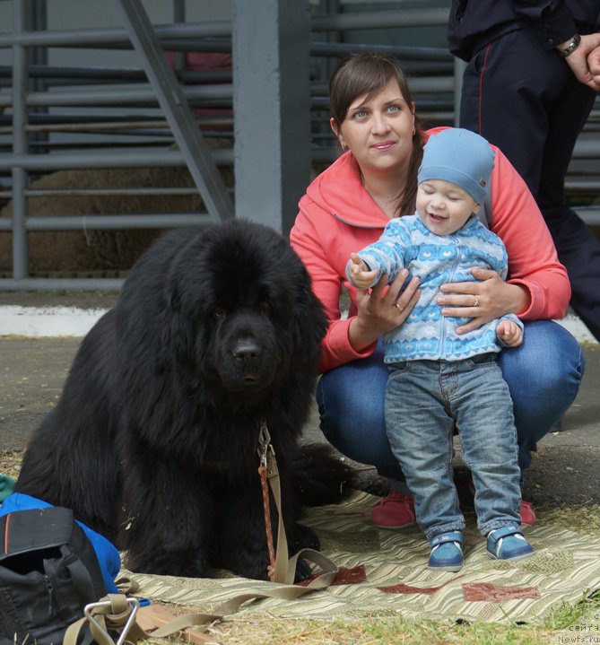 Фото: ньюфаундленд Чарующий Чезарио (Charuyuschiy Chezario)