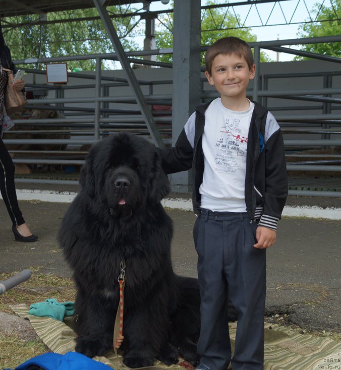 Фото: ньюфаундленд Чарующий Чезарио (Charuyuschiy Chezario)