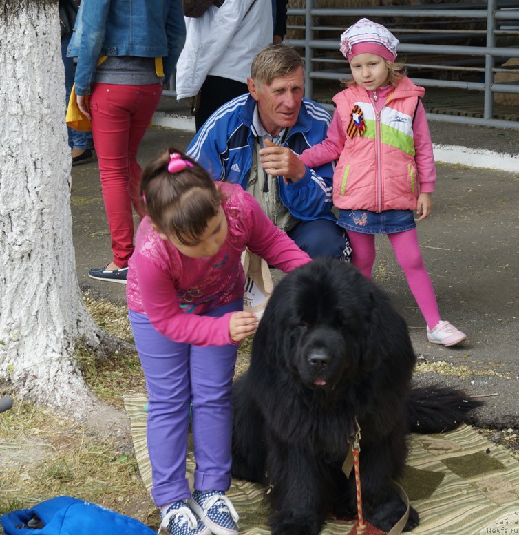 Фото: ньюфаундленд Чарующий Чезарио (Charuyuschiy Chezario)