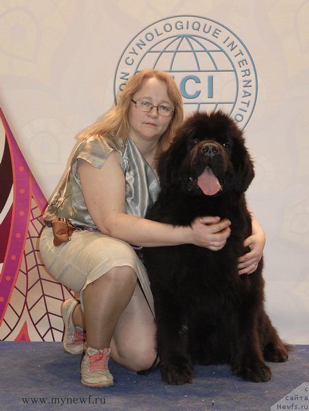 Фото: ньюфаундленд Сент Джонс Земфира (Sent Djons Zemfira)