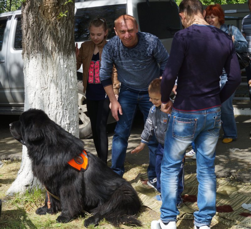 Фото: ньюфаундленд Чарующий Чезарио (Charuyuschiy Chezario)