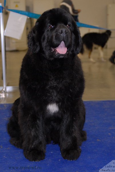 Фото: ньюфаундленд Mukwa Seabrook Nightflight For Sent Djons