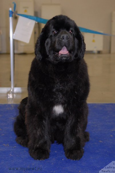 Фото: ньюфаундленд Mukwa Seabrook Nightflight For Sent Djons