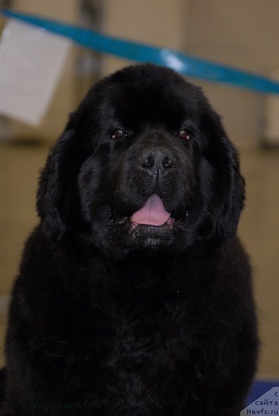 Фото: ньюфаундленд Mukwa Seabrook Nightflight For Sent Djons