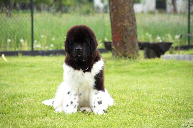 Фото: ньюфаундленд Сент Джонс Перфект фор Вантолла (Sent Djons Perfect for Vantolla)