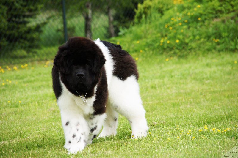 Фото: ньюфаундленд Сент Джонс Перфект фор Вантолла (Sent Djons Perfect for Vantolla)