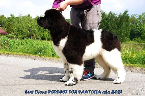 Фото: ньюфаундленд Сент Джонс Перфект фор Вантолла (Sent Djons Perfect for Vantolla)