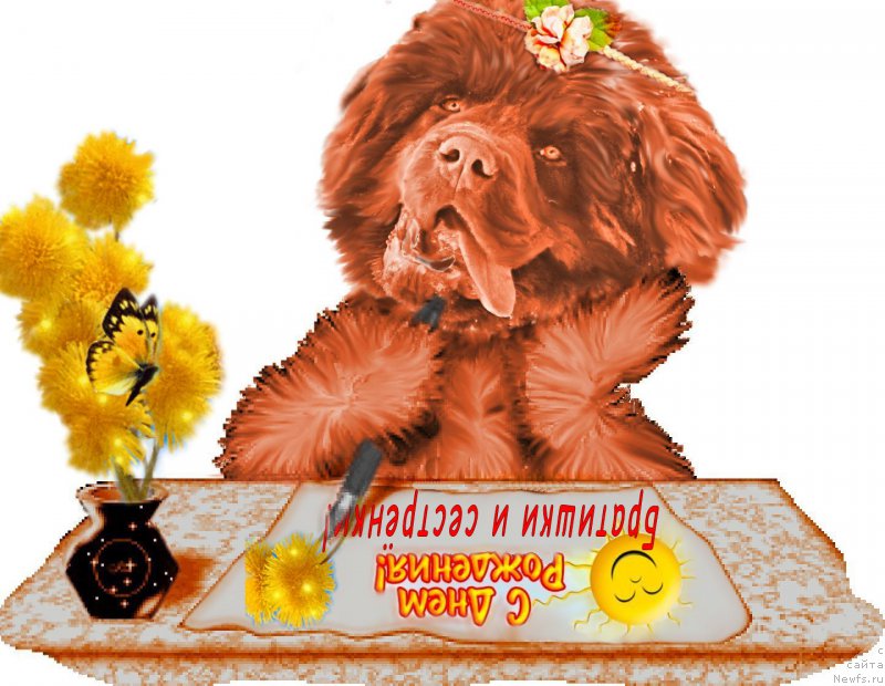 Фото: ньюфаундленд Браунблад МСК Хаким Голд Хайдар (Brownblood MSK Hakim Gold Haydar)