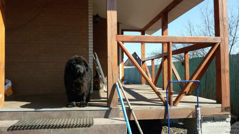 Фото: ньюфаундленд Потап Фелиция (Potap Felicia)