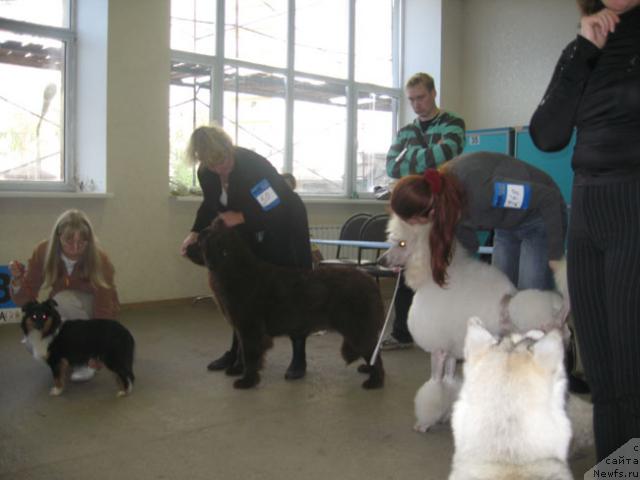 Фото: ньюфаундленд Ангел Моей Души Сладкая Шоколадка (Angel Moey Duchi Sladkaya Shokoladka)