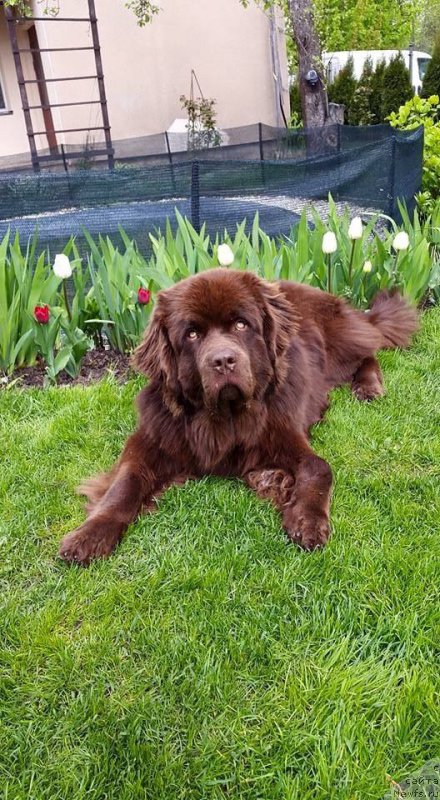 Фото: ньюфаундленд Браунблад МСК Хаиес Хаго (Brownblood MSK Hayes Hago)