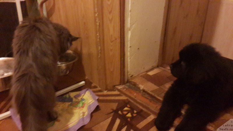 Фотография № 181784