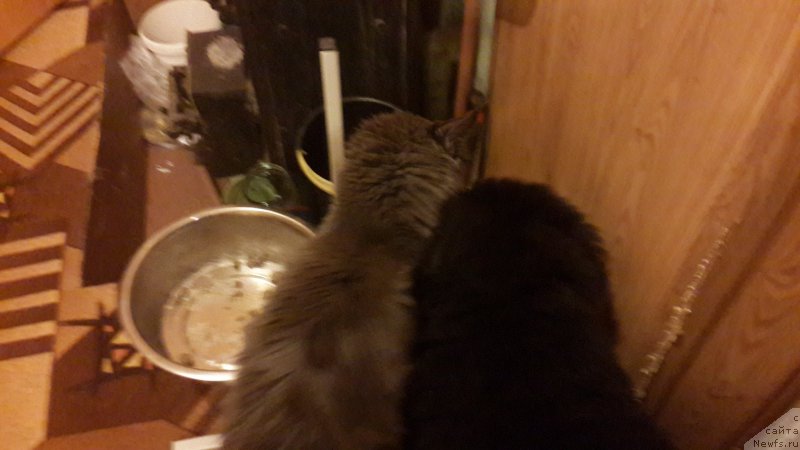 Фотография № 181785