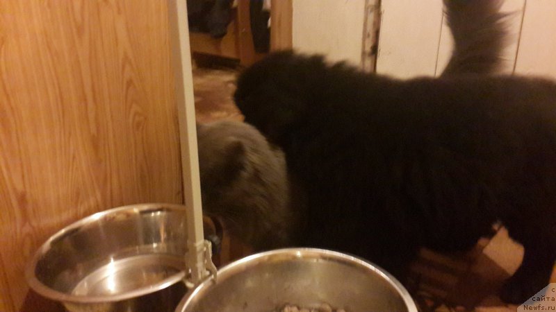 Фото: ньюфаундленд Черный Балу Елисей