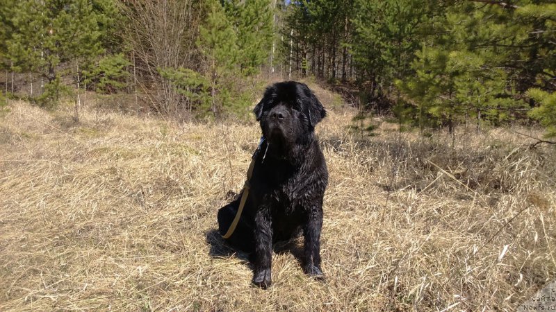 Фото: ньюфаундленд Смигар Волна Успеха