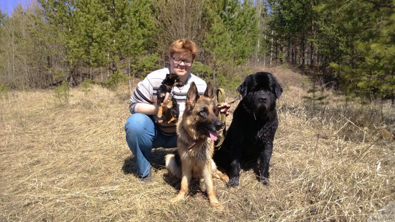 Фото: ньюфаундленд Смигар Волна Успеха